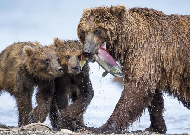 Idée expo : les photos de Wildlife sont au Muséum Anticipation, by Marco Urso - Wildlife Photographer of the Year