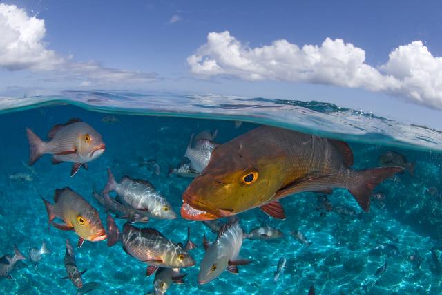 Grandeur nature au Muséum Photo du concours Wildlife Photographer of the Year